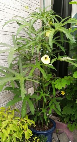BIMG_20220715_063746