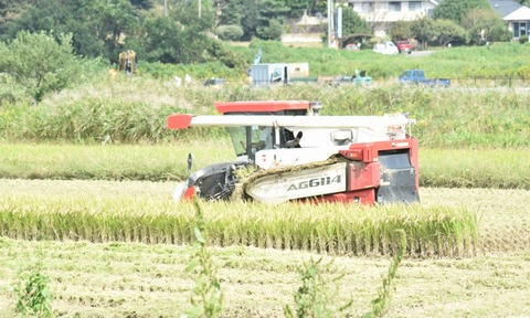 稲刈りSC_0479 (86)