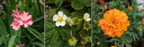 IMG_20200523_103953_3