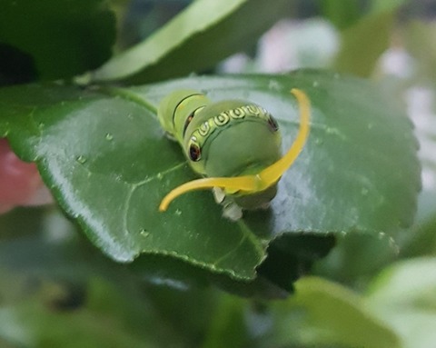 Qあげは20231010 (6)