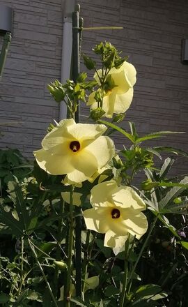 BIMG_20220731_080247