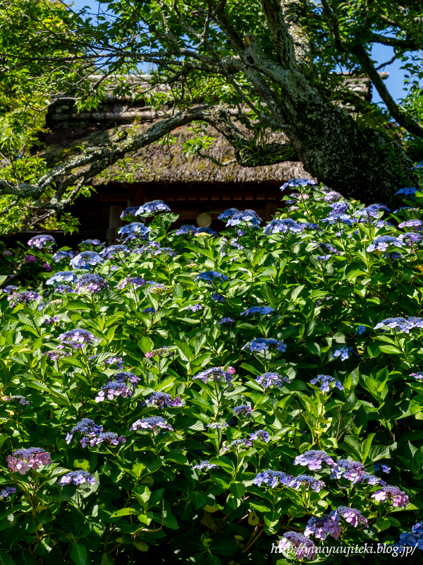 鎌倉 東慶寺の紫陽花 ２０２０年６月２０日 悠々自適生活