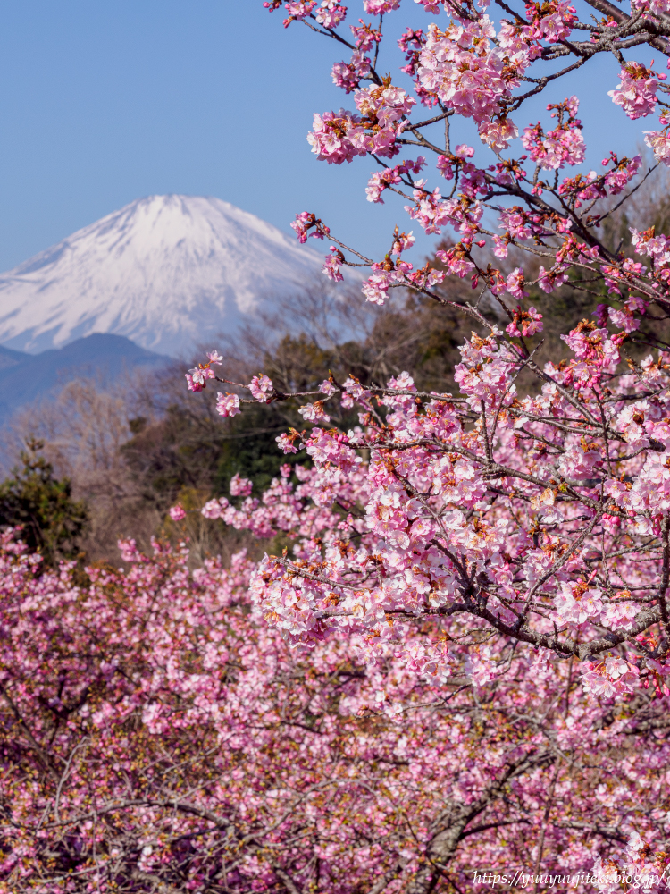 松田町 西平畑公園、あぐりパーク嵯峨山苑の河津桜：2025年3月1