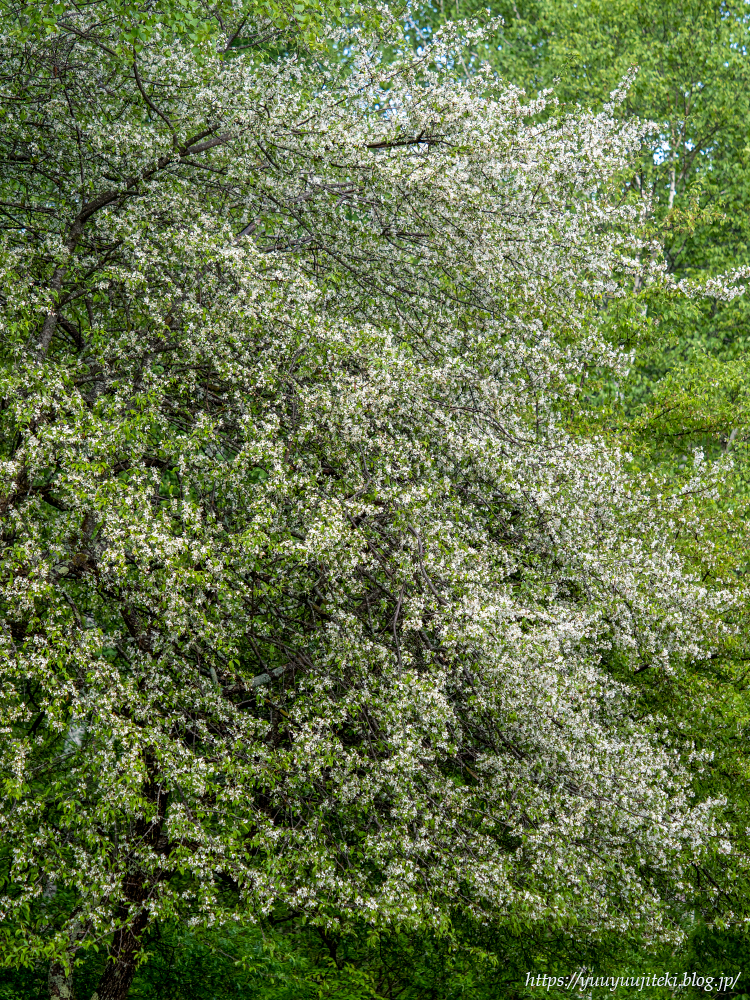 P6050135