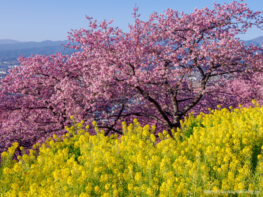 松田町 西平畑公園、あぐりパーク嵯峨山苑の河津桜：2025年3月1