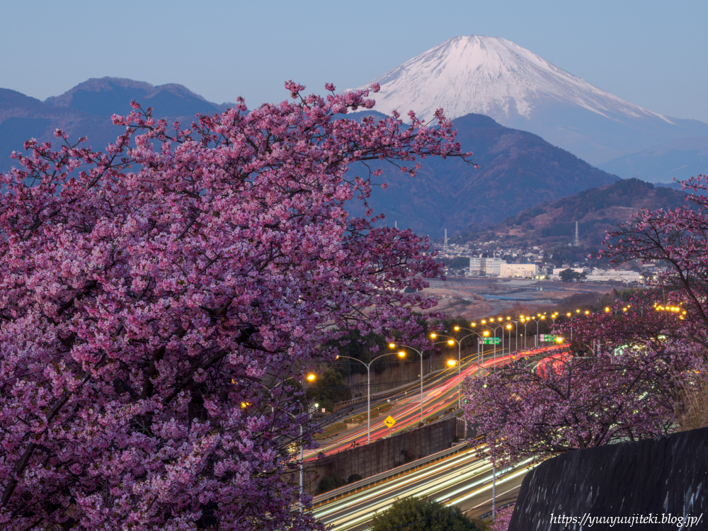 松田町 西平畑公園、あぐりパーク嵯峨山苑の河津桜：2025年3月1