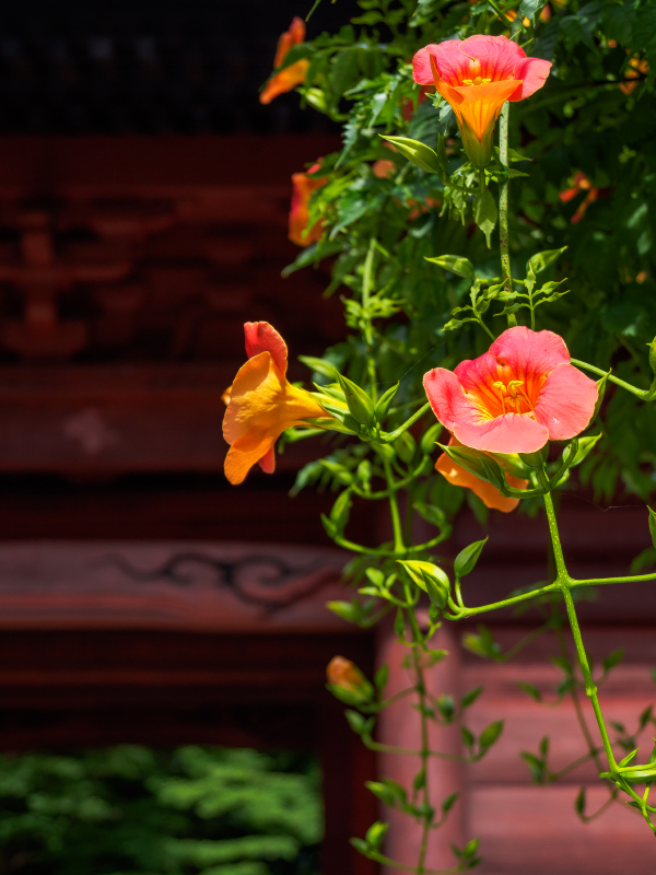 P6260085