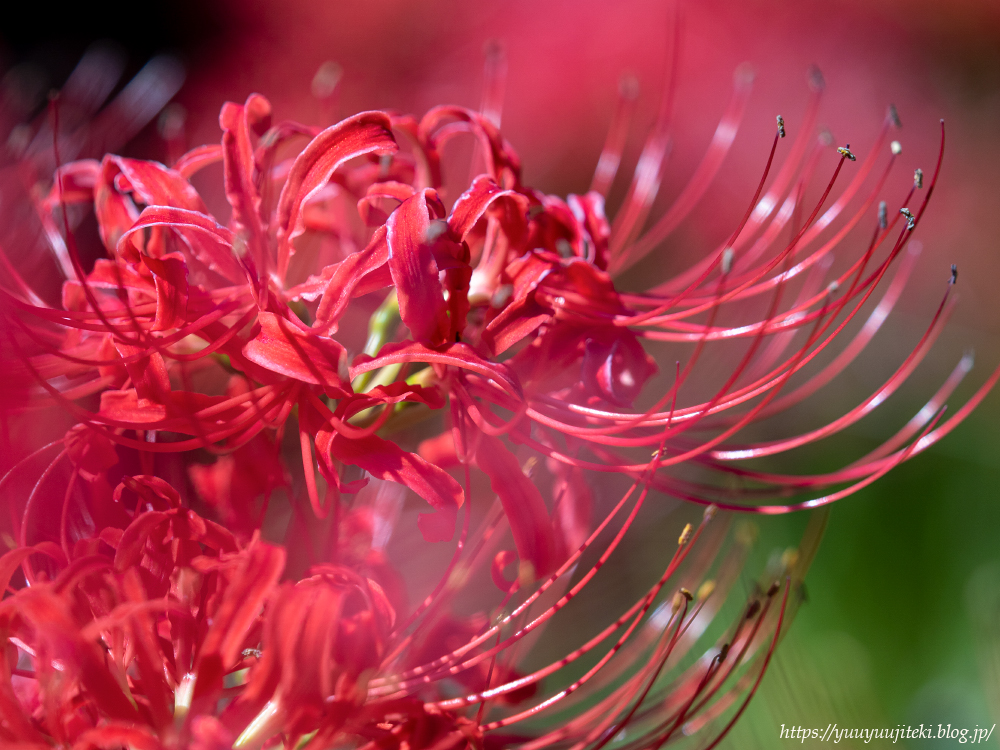 鎌倉 英勝寺の彼岸花 ２０２１年９月２０日 悠々自適生活