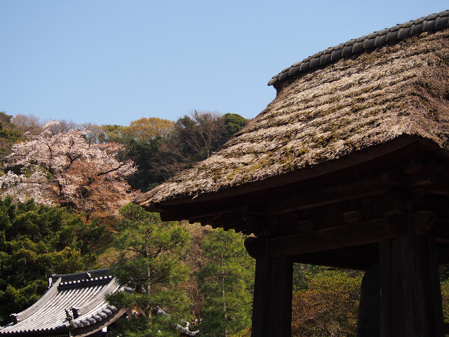 建長寺(4)