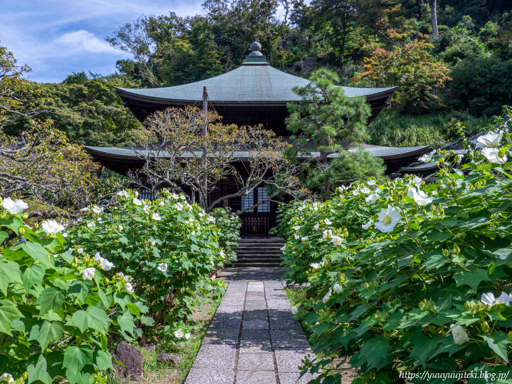鎌倉 瑞泉寺の芙蓉と彼岸花:2022年9月17日 : 悠々自適生活