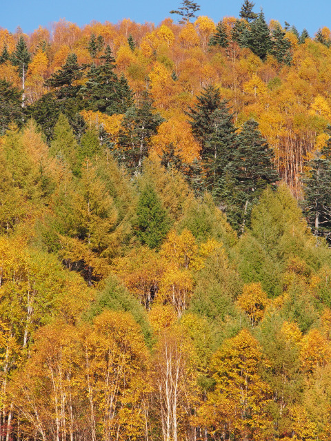 かもしかゲレンデ付近の紅葉(3)
