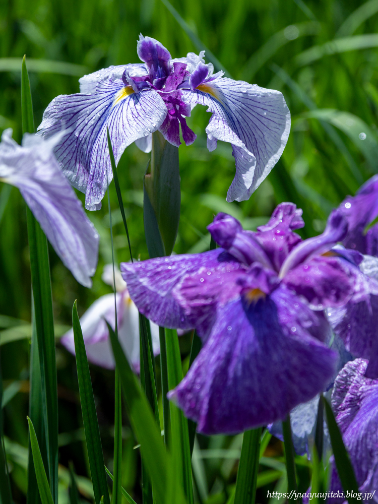 P6130362