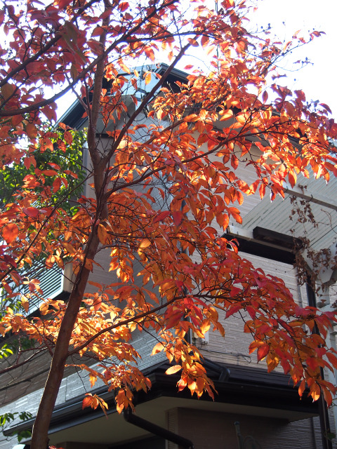 ヒメシャラ紅葉