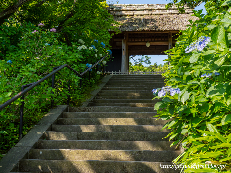 鎌倉 東慶寺の紫陽花と花菖蒲 ２０１８年６月３日 悠々自適生活