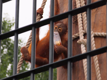 オランウータン