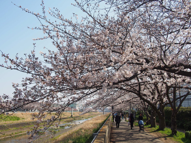 柏尾川(2)