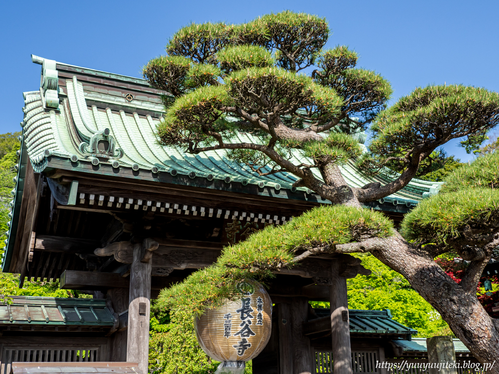 鎌倉 長谷寺の新緑 2021年4月18日 悠々自適生活 鎌倉 長谷寺の新緑 2021年4月18日 悠々自適生活