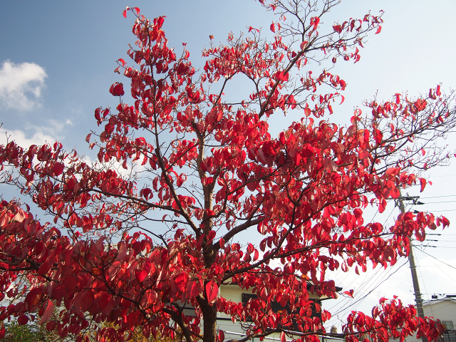ハナミズキ紅葉