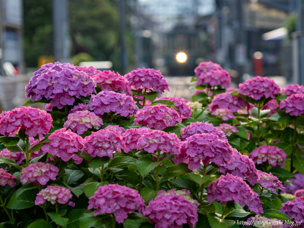 鎌倉 紫陽花と江ノ電 ２０２１年５月３０日 悠々自適生活