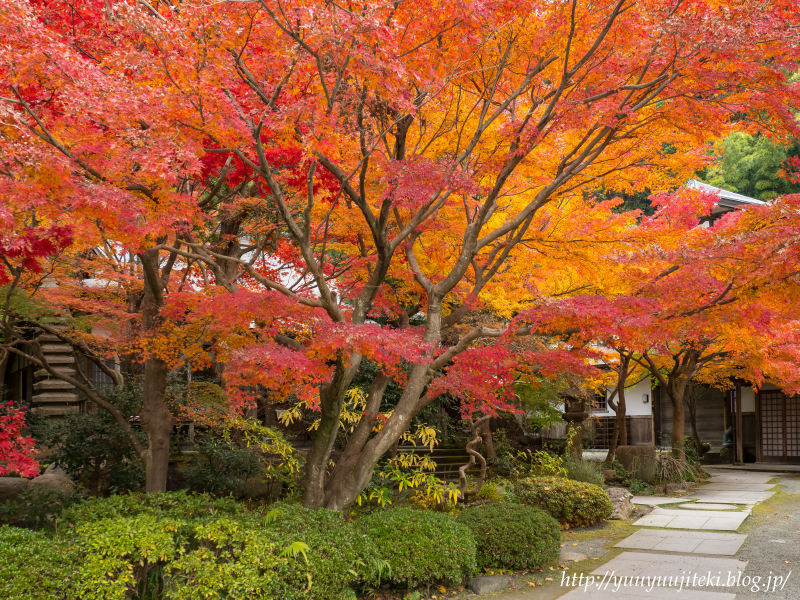 鎌倉 覚園寺 鎌倉宮の紅葉 ２０１７年１１月３０日 悠々自適生活