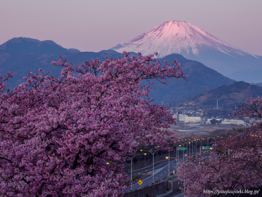 松田町 西平畑公園、あぐりパーク嵯峨山苑の河津桜：2025年3月1