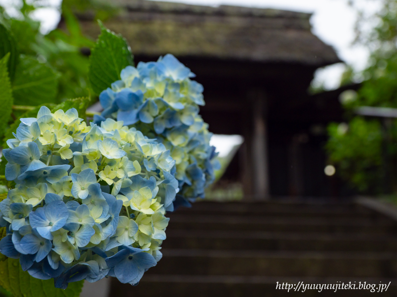 鎌倉 東慶寺の紫陽花と花菖蒲 ２０１９年６月８日 悠々自適生活