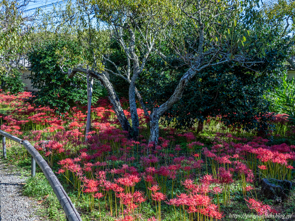 鎌倉 英勝寺の彼岸花 ２０２１年９月２０日 悠々自適生活