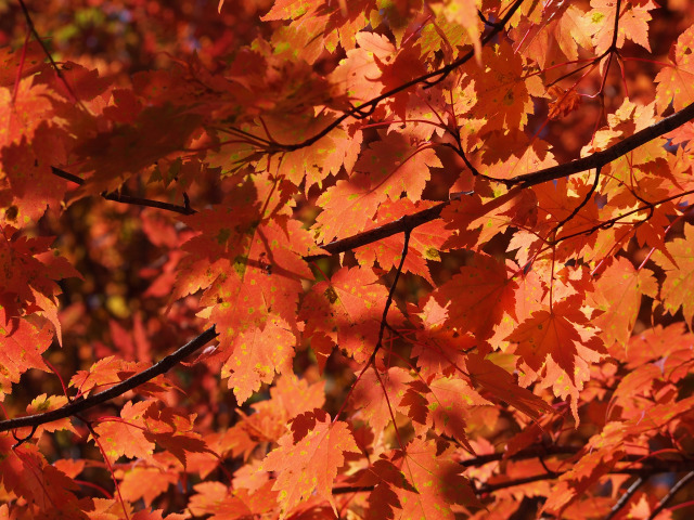 善五郎の滝付近の紅葉(2)