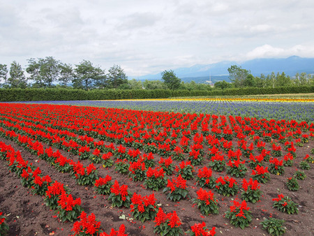 ファーム富田(2)