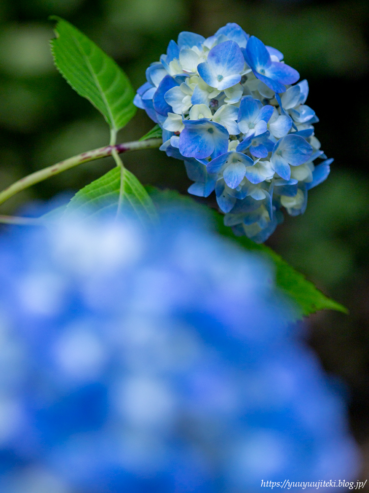 P6130374