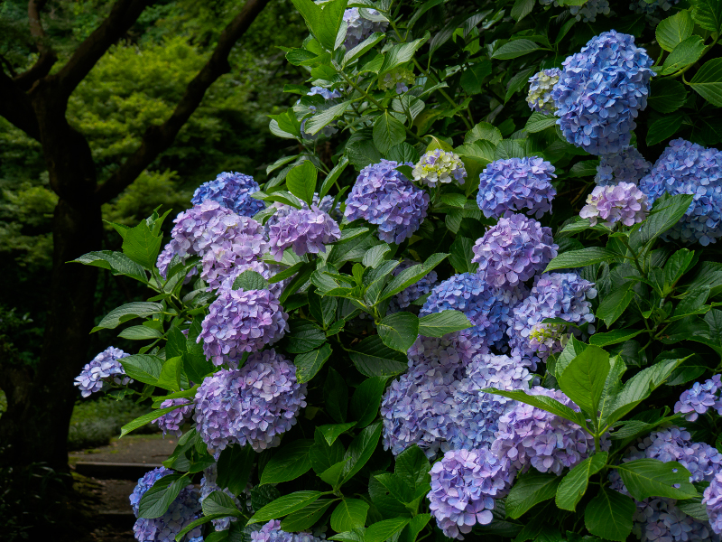 P6260064