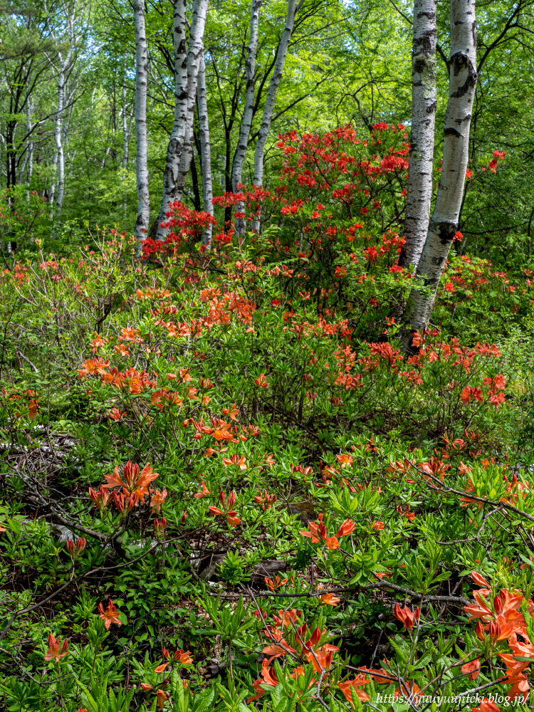 P6050281
