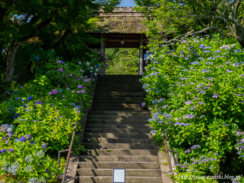 鎌倉 東慶寺の紫陽花 ２０２０年６月２０日 悠々自適生活