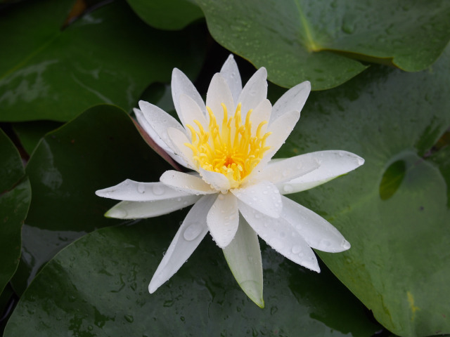 水連