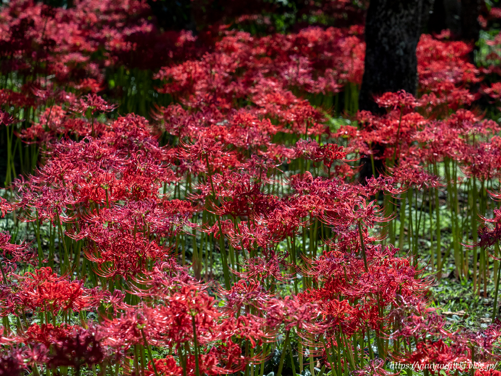 鎌倉 英勝寺の彼岸花 ２０２１年９月２０日 悠々自適生活