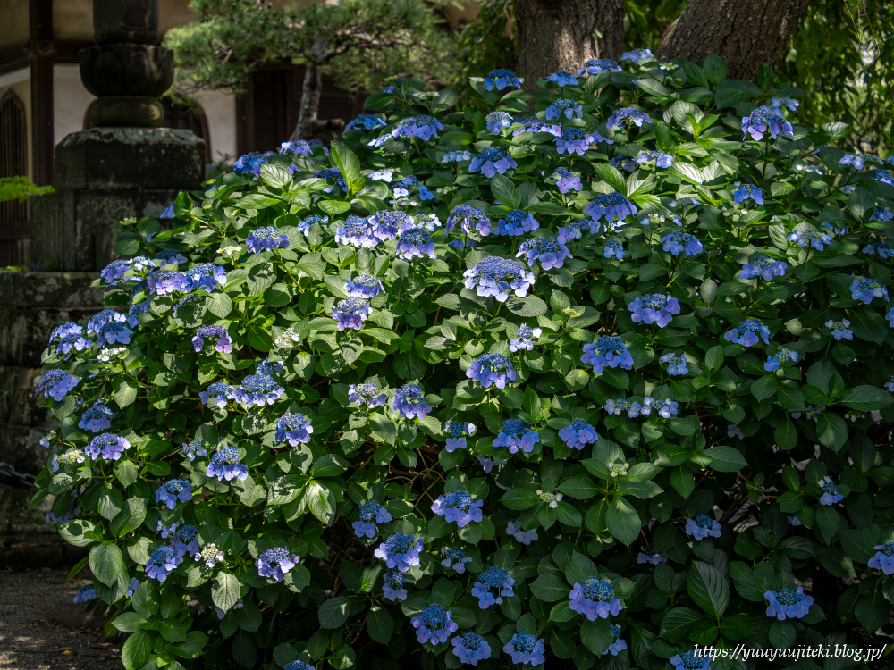 日本画 / 鎌田 義裕 / 【紫陽花】/ 屏風 日本画 / 鎌田 義裕