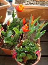 ���塼��å�