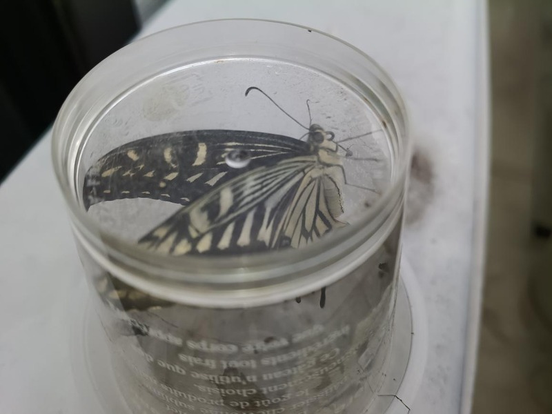 変換 ~ IMG_20251018_142452432