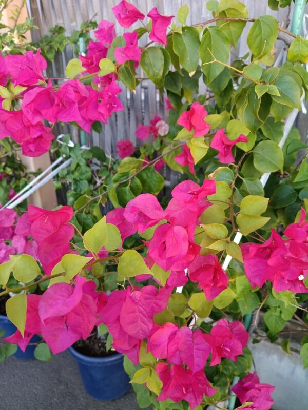 変換 ~ IMG_20251023_152427899