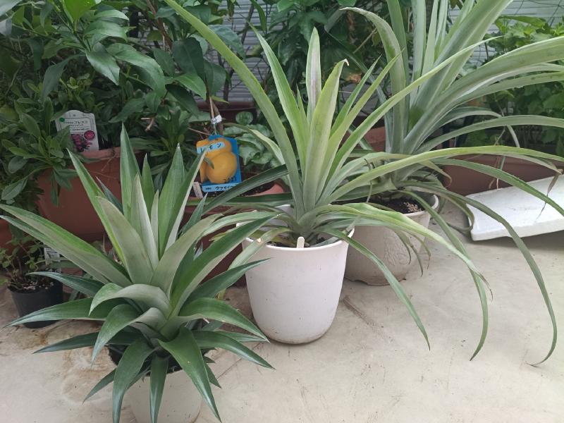 変換 ~ IMG_20250915_083943982