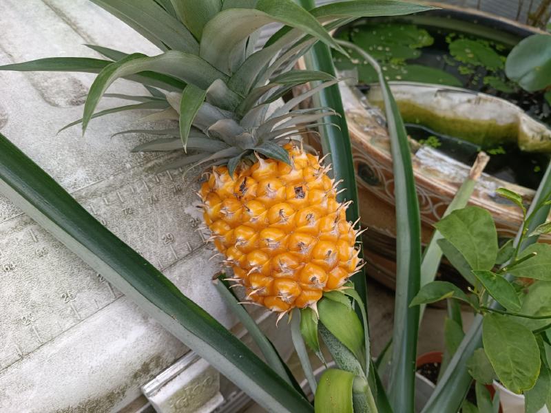 変換 ~ IMG_20250831_101402910