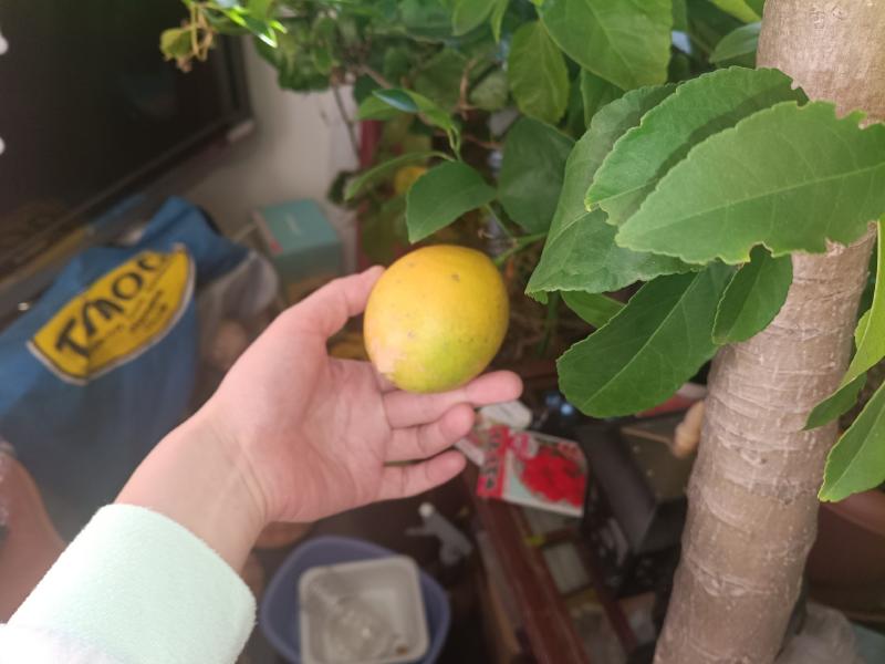 変換 ～ IMG_20251130_144516878