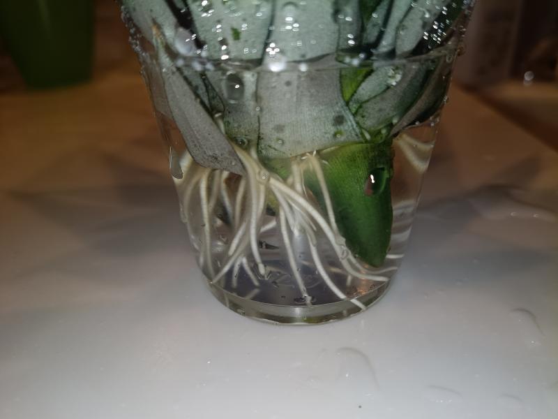 変換 ~ IMG_20250910_204606539