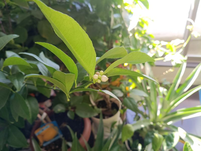 IMG_20251207_103302313s