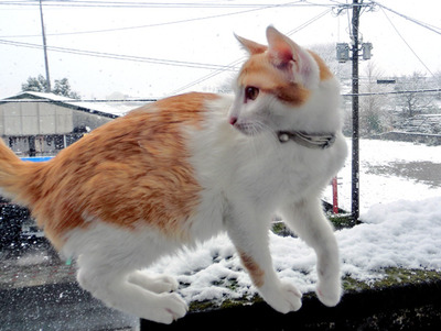 yasubee