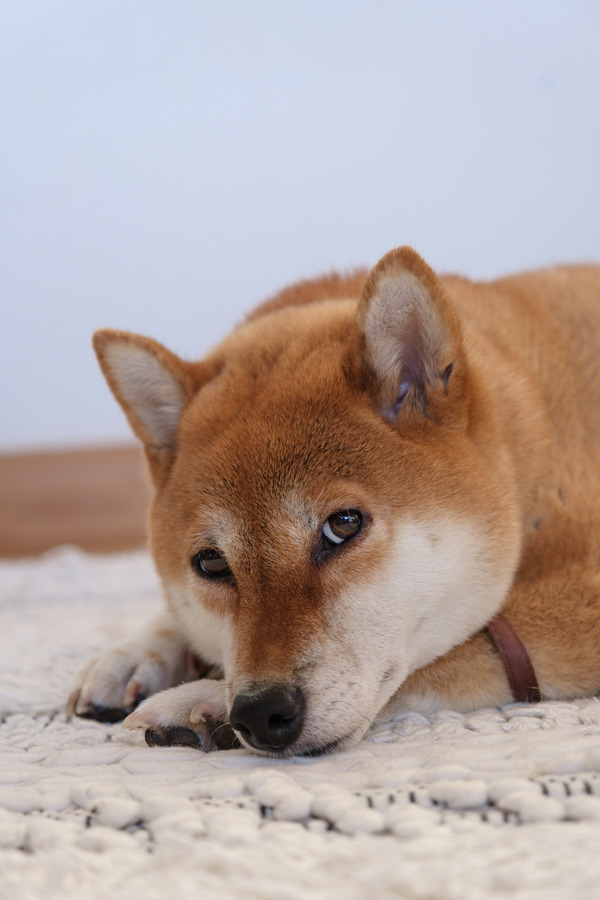 931352CE-FEF6-4C18-A48D-EC4FC82862F8