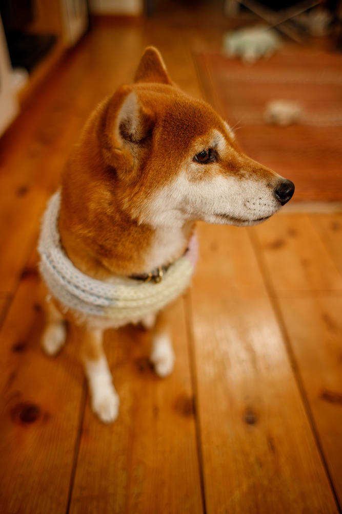 IMG_8426-Enhanced-NR