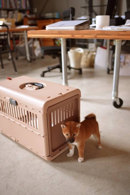 10311721_619943551459422_1725437731424717158_n