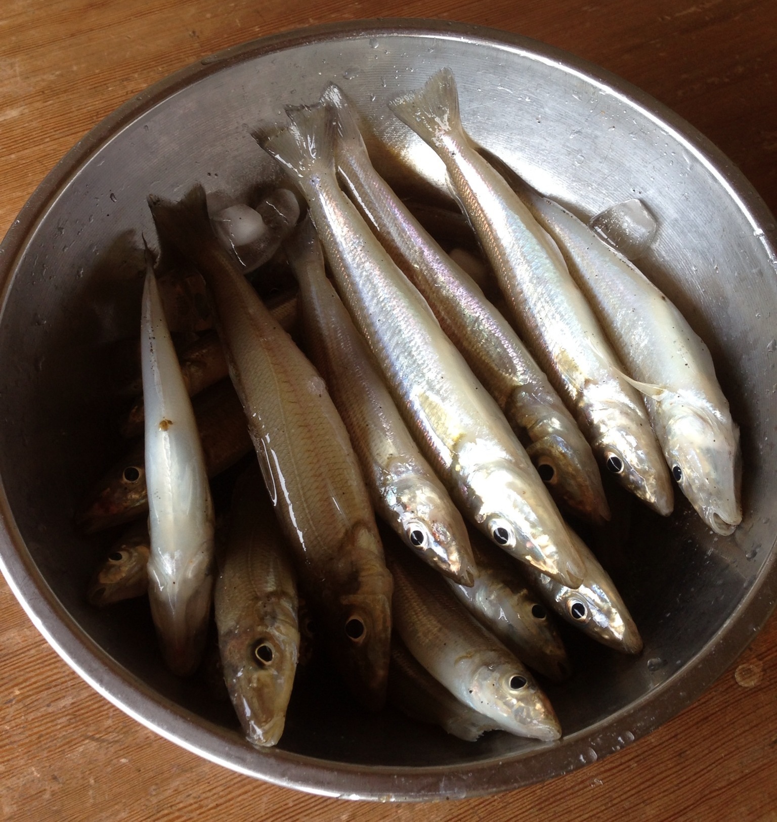ROBERTOHOUSE:朝飯前