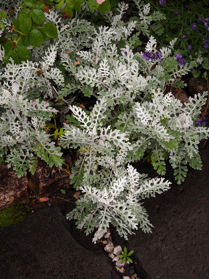 P6030015